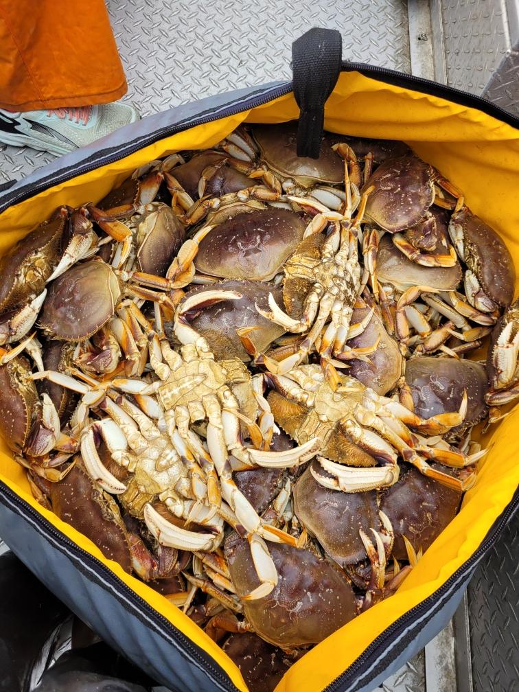 Dungeness crab fishing charter