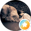 Shelsee Kirk Avatar